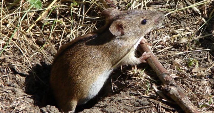 Фермерів України попереджають про нашестя гризунів