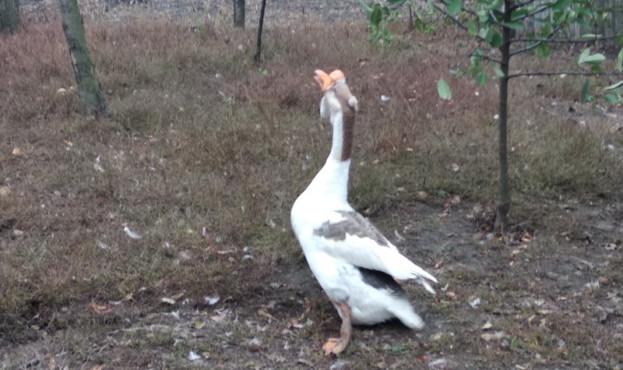У селі на Вінниччині живе найстаріший свійський гусак: птаху більше 32 ... Гусак