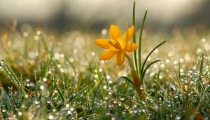 Коли українським аграріям чекати сталого тепла