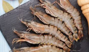 В Україні розвивається креветковий бізнес