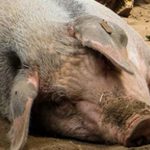 Від чого гинуть свині: статистика в Україні та за кордоном