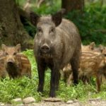 Популяційний вибух у дикій природі: як аграріям вберегти врожай в умовах заборони полювання
