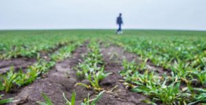 Втрати озимих на Кіровоградщині