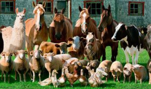 регулювання у сфері ветеринарної медицини