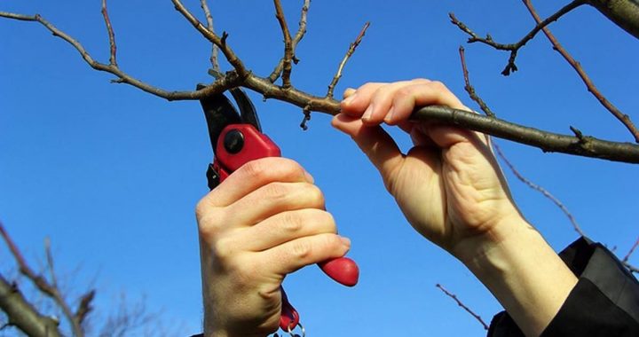 Професійні секрети обрізки плодових дерев