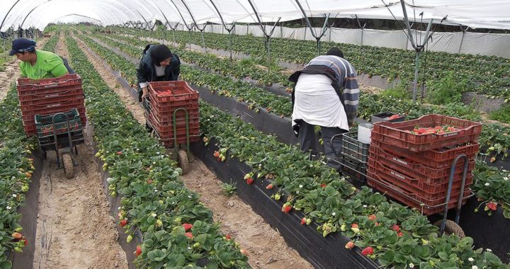 Суниця залишається лідером за швидкістю окупності інвестицій