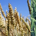 Посівна площа під зерновими в Україні уже скоротиться на 4%