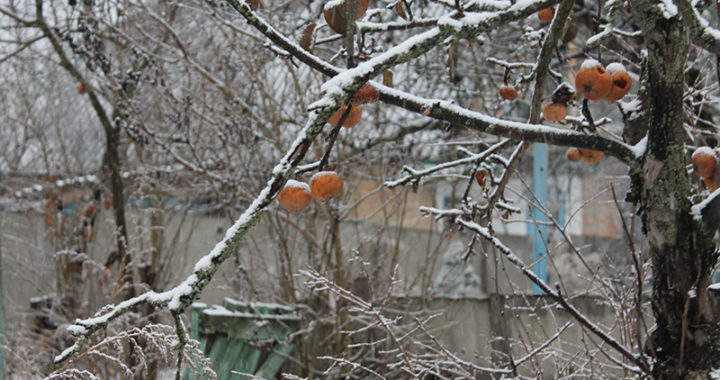 Захистити сад від температурного стресу