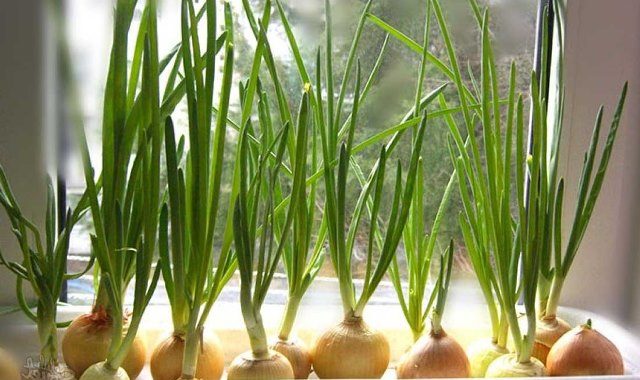 пророщена цибуля