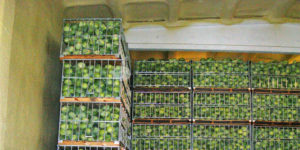 Держава дасть мільйони гривень на камери схову для врожаю