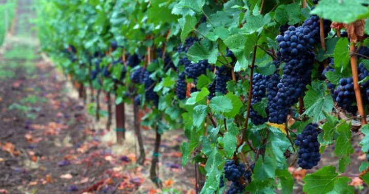 Розвиток виноградарства 2026: запуск єдиного порталу державних знань АКІС для аграріїв