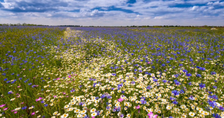 Несприятливі дні для польових робіт на початку квітня