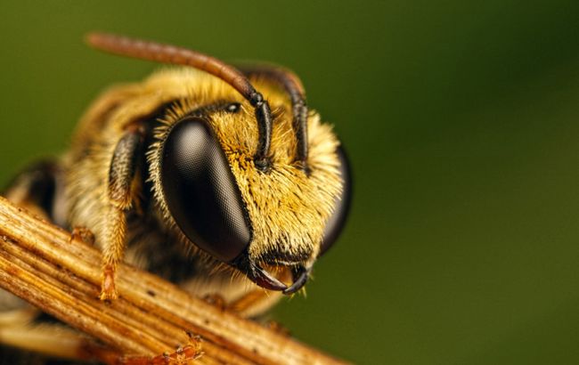 бджола