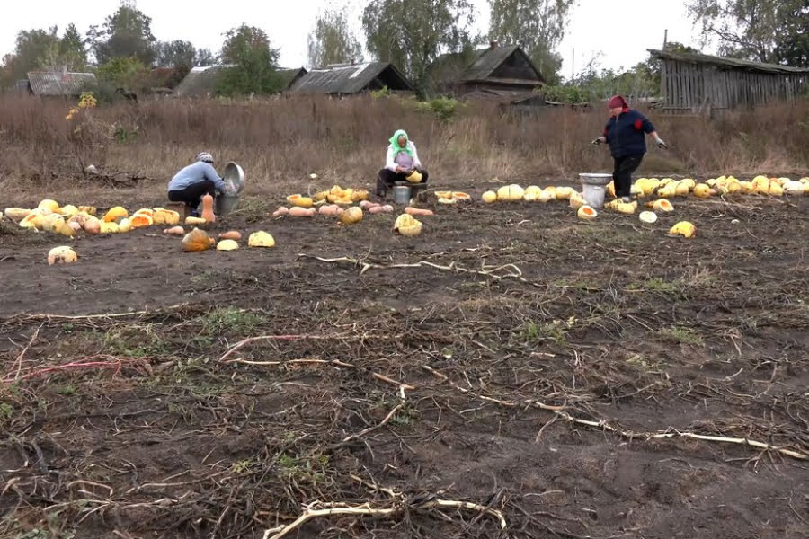 гарбузове насіння