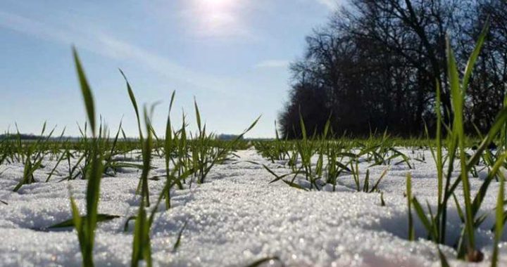 Ранньовесняне підживлення озимини