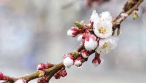 врожаю абрикосів