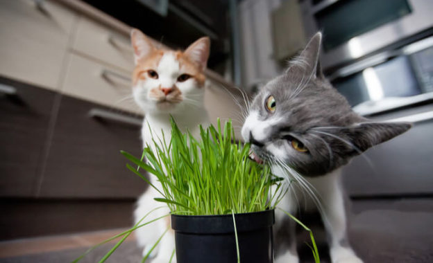 котяча трава у вазоні