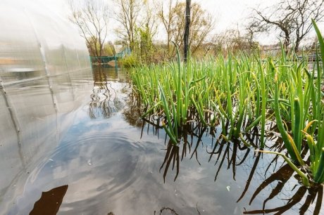 затоплена грядка