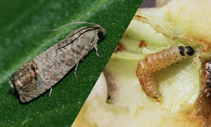 яблунева плодожерка