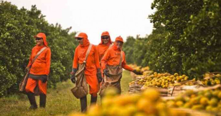 Світове виробництво апельсинового соку впало