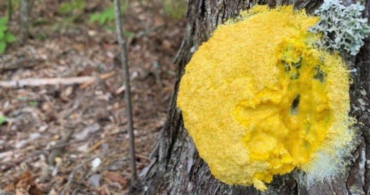 фуліго жовтий