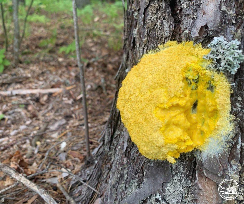 фуліго жовтий