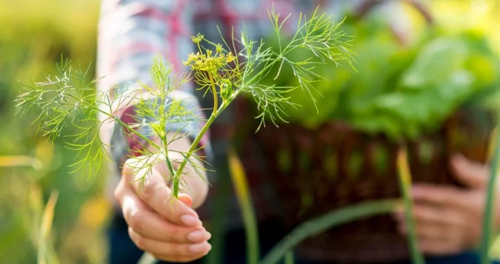 Коли починати сіяти розсаду у лютому