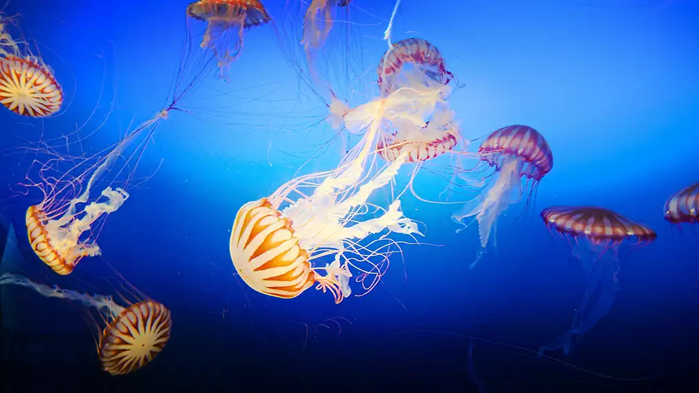 через медуз