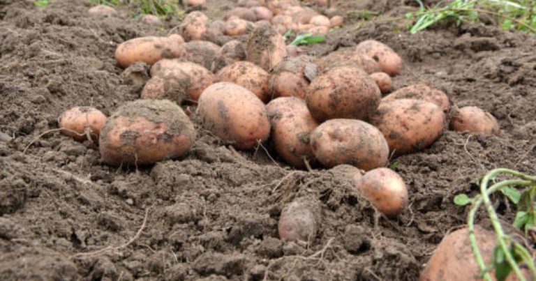 Чому картопля гниє як цього уникнути