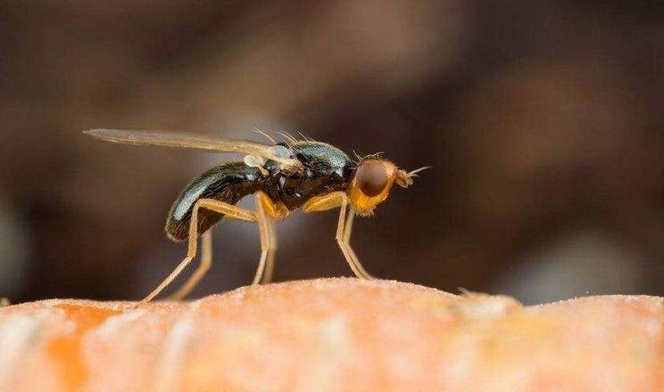 поширення морквяної мухи