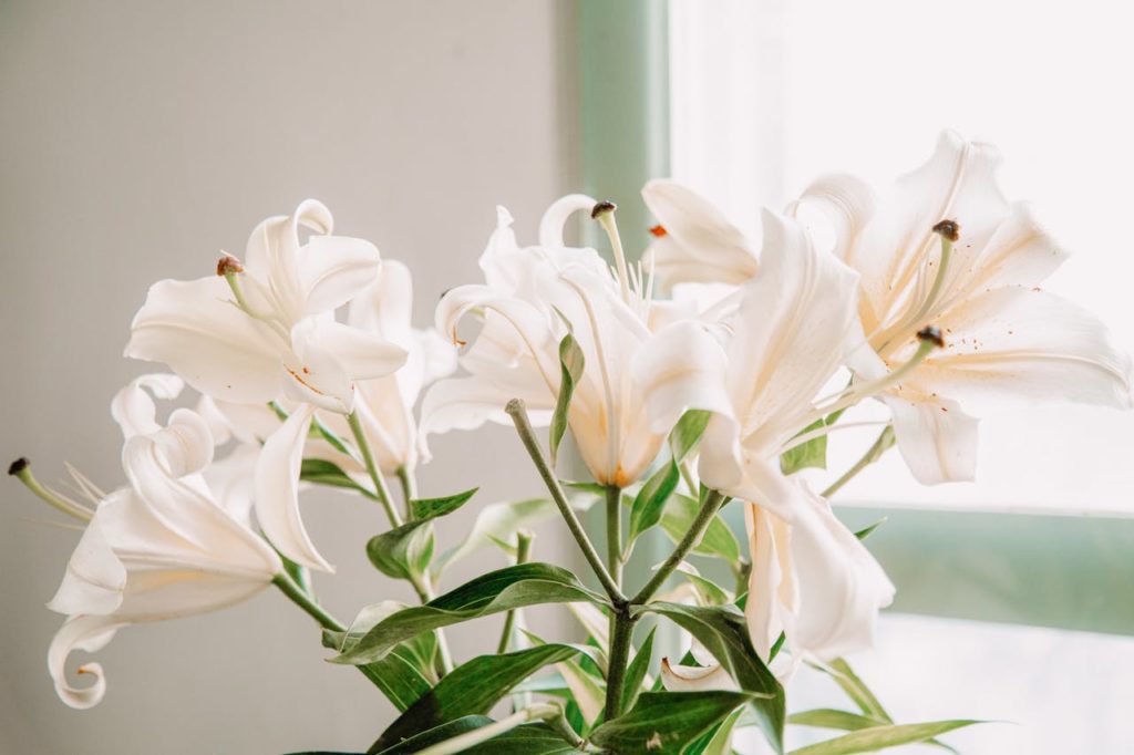 цибулини лілій