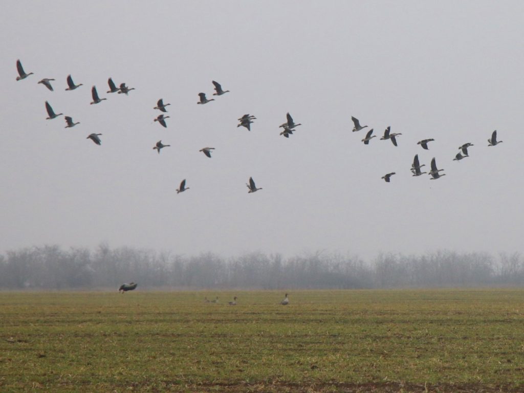 Зграя гусей із Сибіру повернулася на одеські лимани