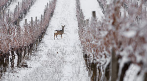 Українські виноградники визнано одними з найкрасивіших