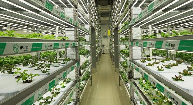 Київські підвали заповнюють свіжим салатом та мікрогріном