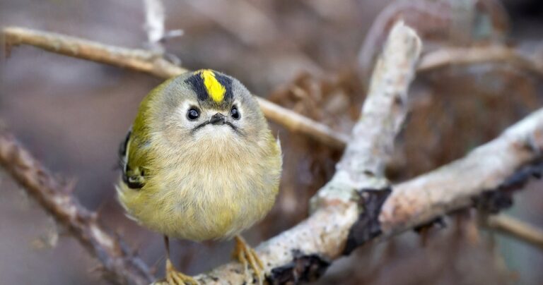 Залучити золотомушку в сад для боротьби зі шкідниками