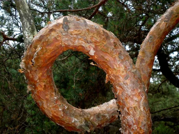 Таємниці Кошарського лісу на Волині