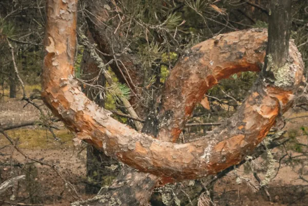 Ліс на Волині. Фото Полісся.Перезавантаження