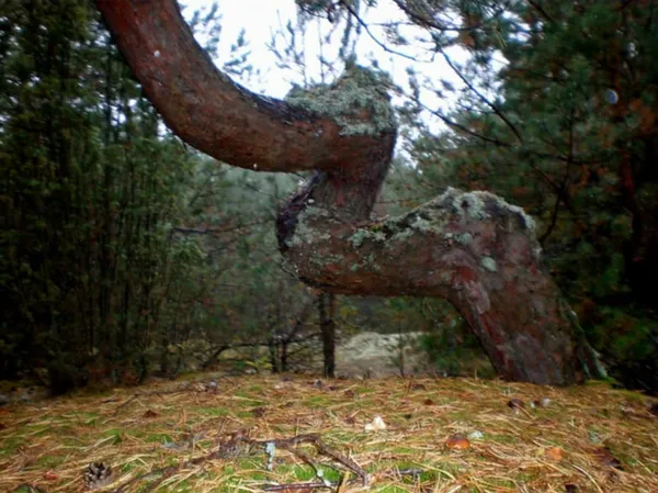 Ліс на Волині. Фото Полісся.Перезавантаження