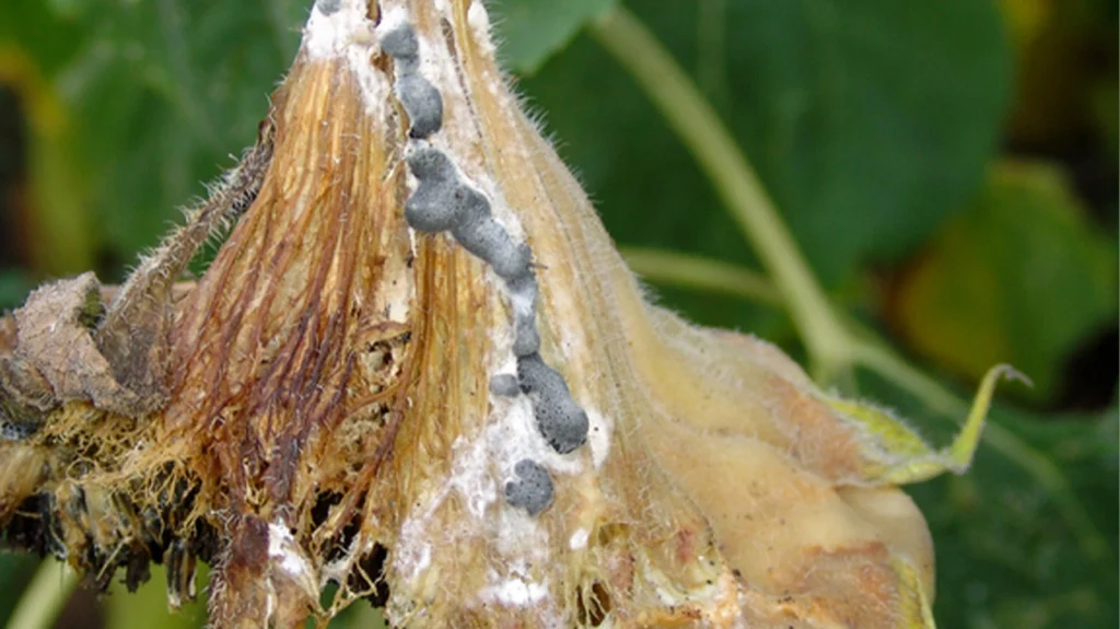 Склеротиніоз як системна загроза: результати галузевого опитування аграріїв щодо білої гнилі