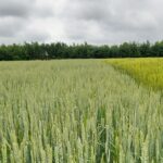 Погода в Україні: похолодання та дощі