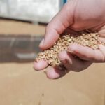 Пшениця фуражна: ціни падають в портах України