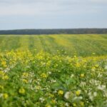 Сидерати: ефективне використання після збору врожаю