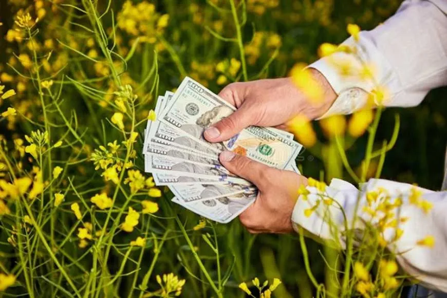 Чому зростають ціни на ріпак: вплив нафти та експорту