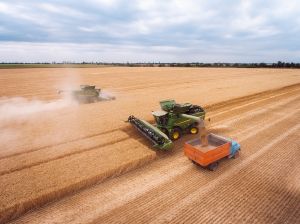 Ціни на пшеницю в Румунії стрімко зростають