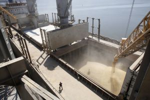 Ціни на зерно: кукурудза дешевшає, пшениця росте
