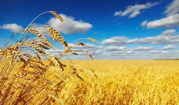 Динаміка цін на зернові та олійні культури в кінці липня