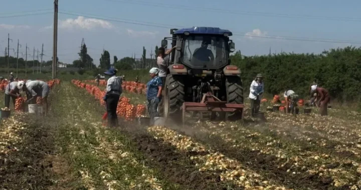 Інновації на Одещині: як подвоїти врожай цибулі