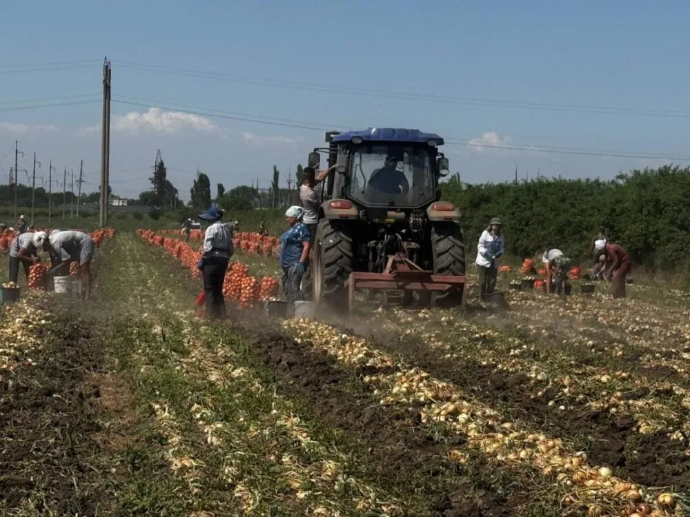 Інновації на Одещині: як подвоїти врожай цибулі