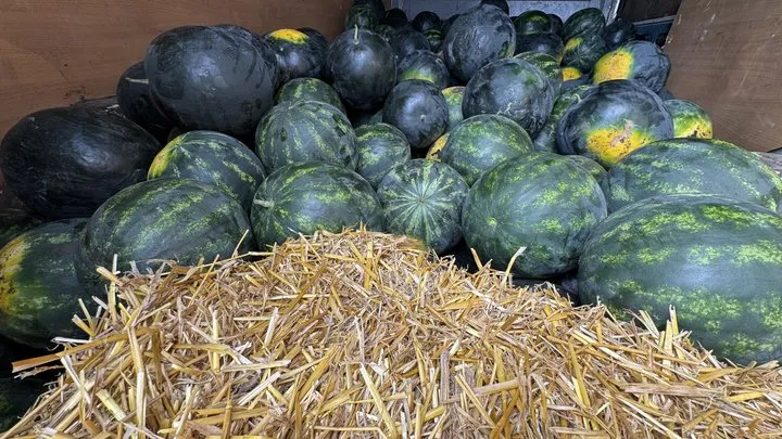 Кавуни на Кіровоградщині: старт сезону