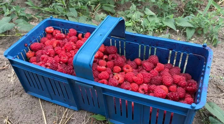 Малина та дині: фермер з Рівненщини ділиться досвідом